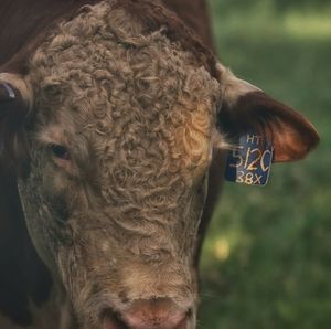 Meet your Posher, Parre